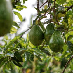 Safe Chemical Handling Improves Bottom Line in Controlling Phytophthora Root Root