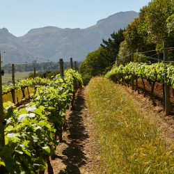 Vineyards and Nurseries see big benefit to bottom line with safe chemical handling systems