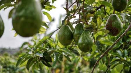 Safe Chemical Handling Improves Bottom Line in Controlling Phytophthora Root Root
