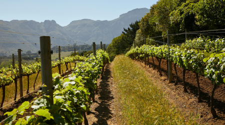 Vineyards and Nurseries see big benefit to bottom line with safe chemical handling systems
